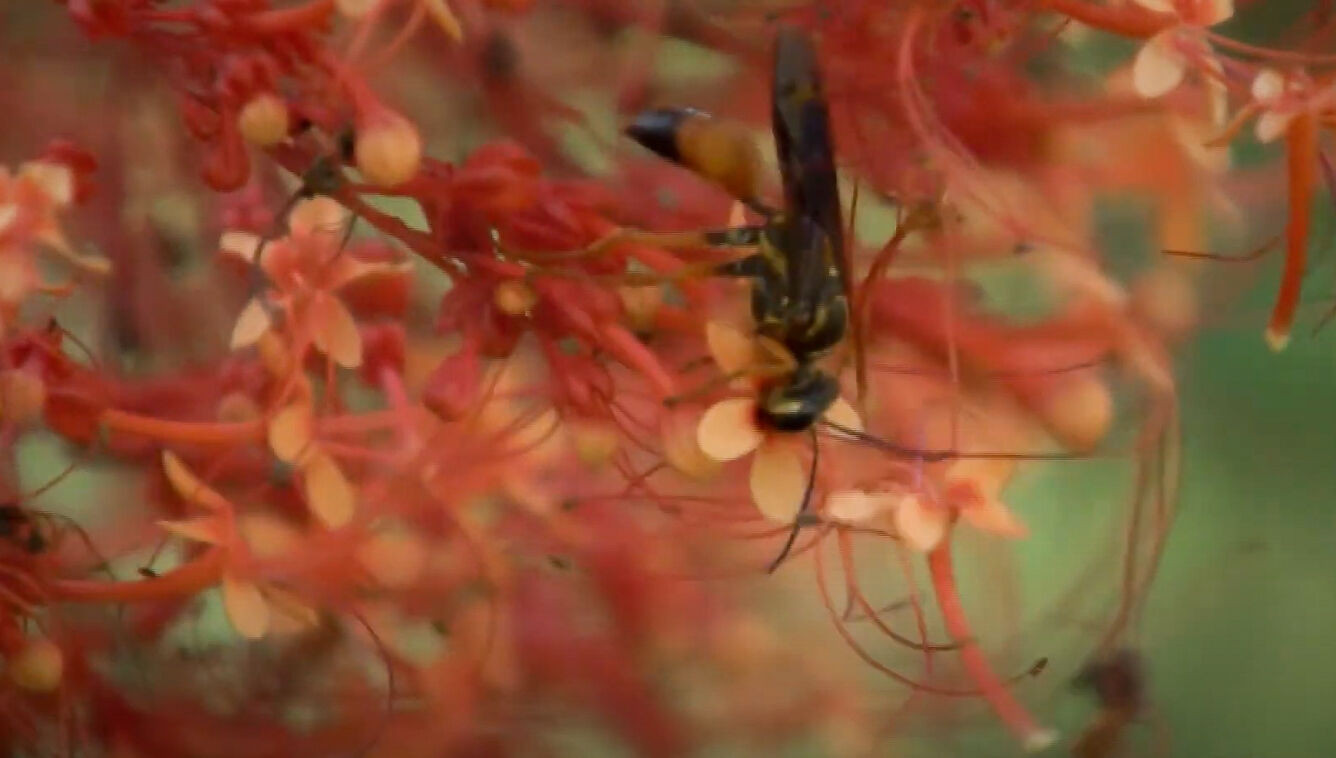 UCF Arboretum helps out the buzziest residents on campus